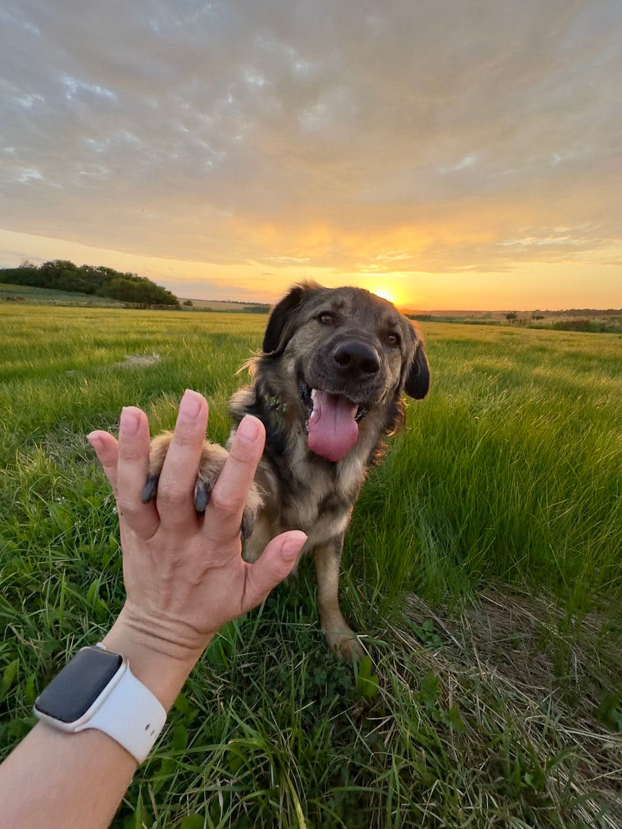 Pet owner and dog on a walk